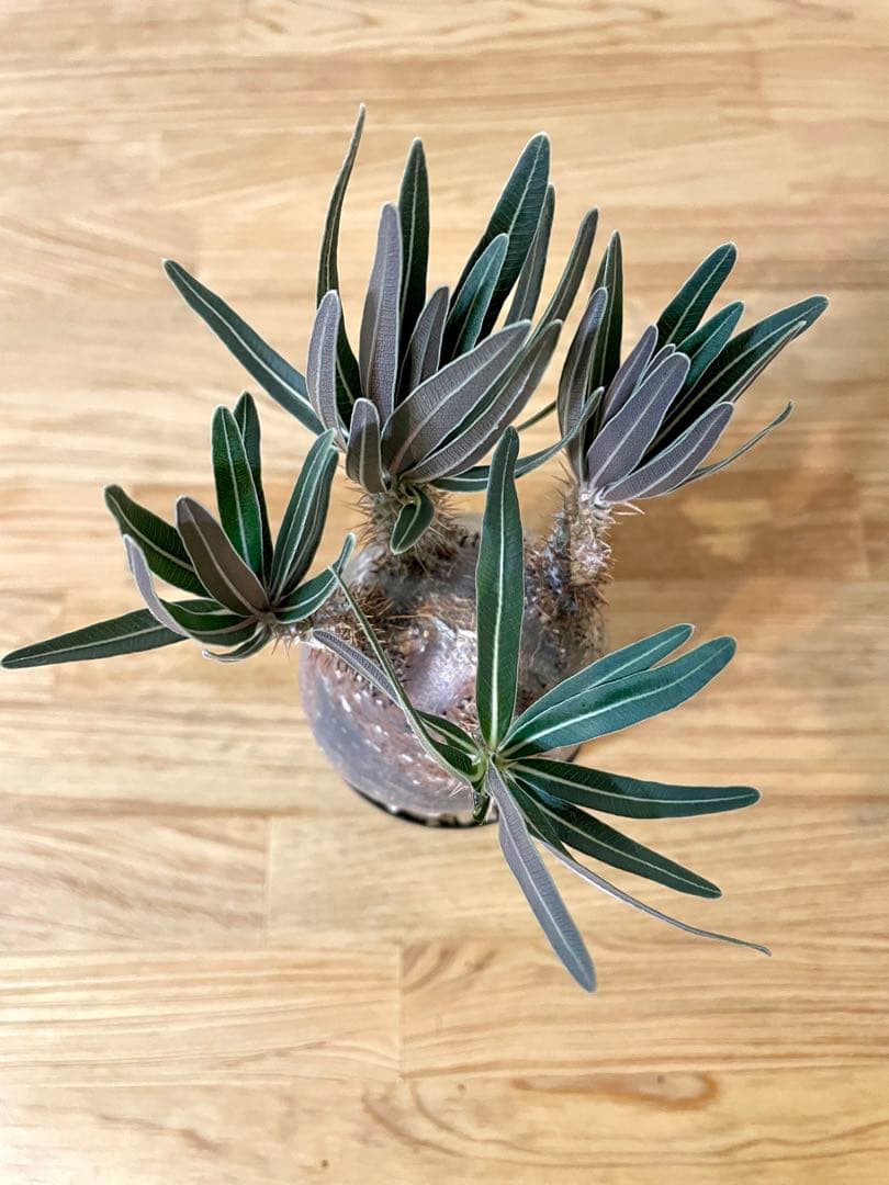 落葉中【コレクション株】パキポディウム グラキリス　現地球　発根済