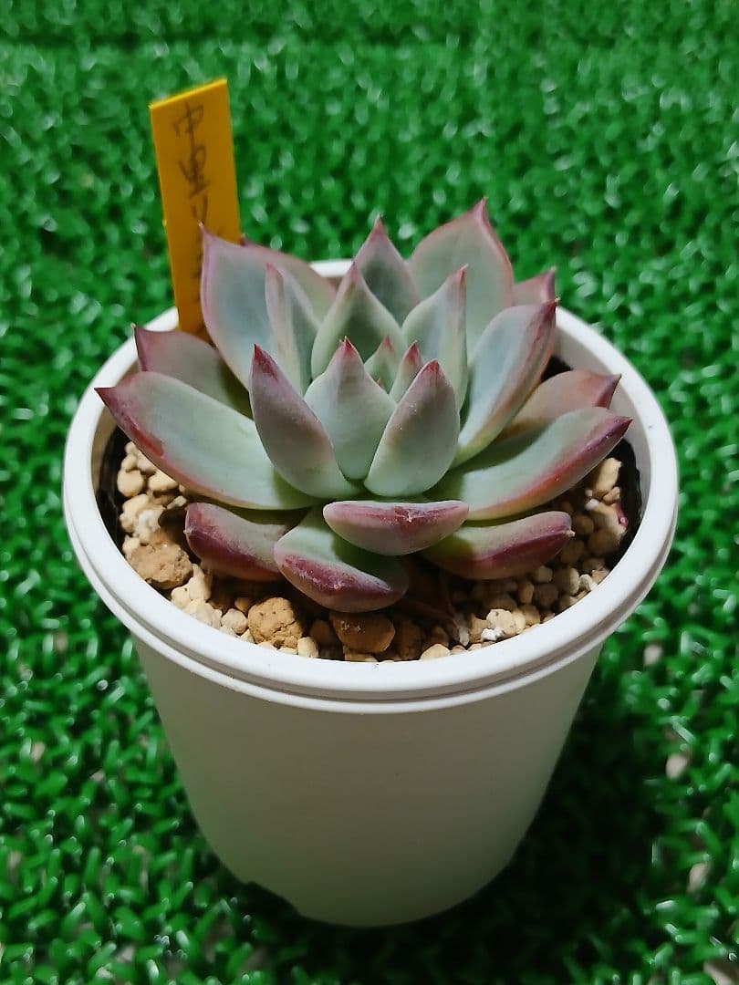 中里リンゼアナ【札付き】鉢ごと発送　メルカリ便