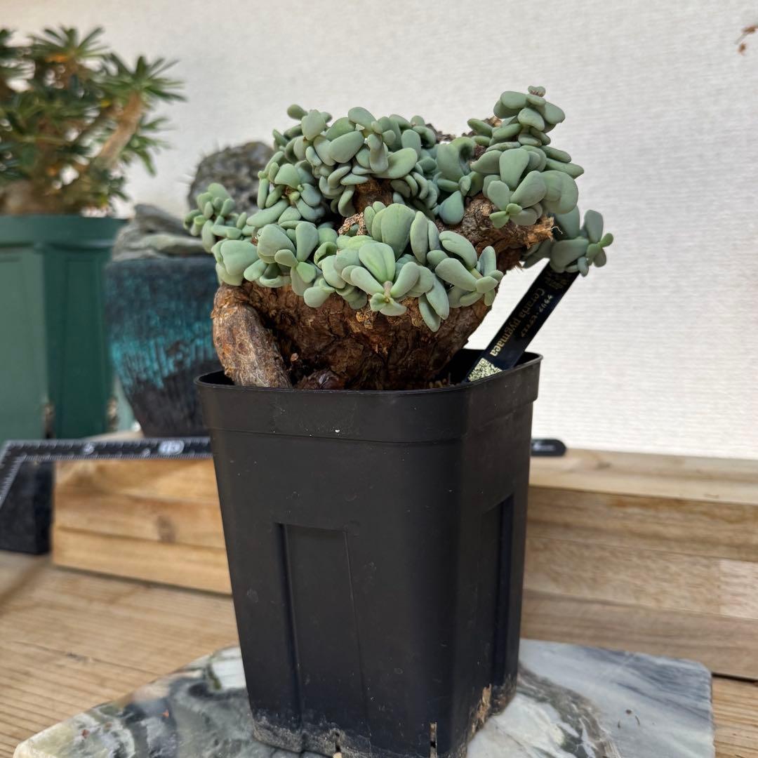 ケラリア ピグマエア 発根済み 現地球XLサイズ