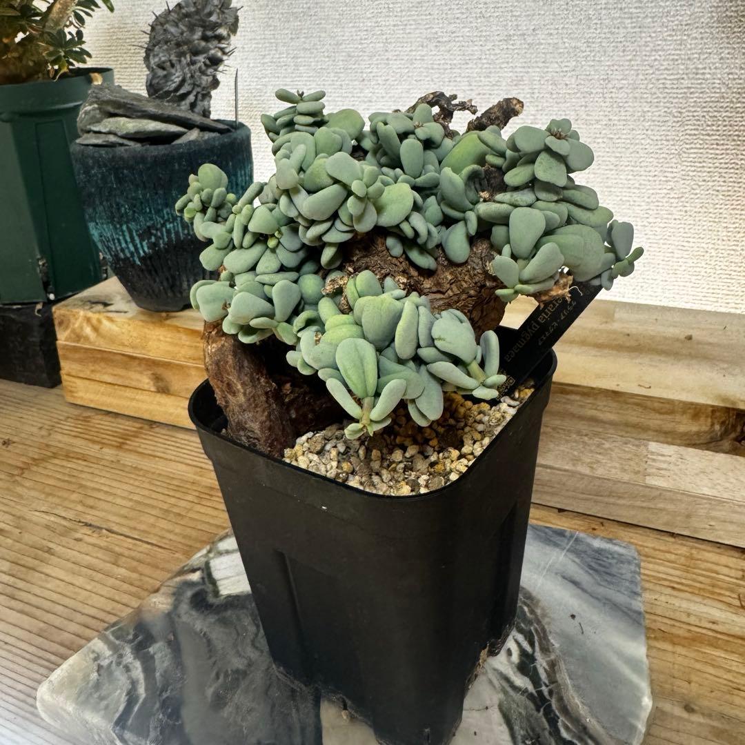 ケラリア ピグマエア 発根済み 現地球XLサイズ