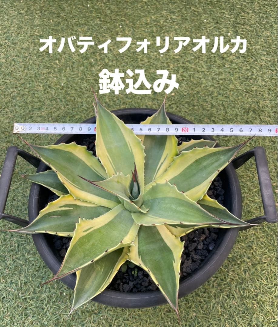 オバティフォリアオルカ　鉢込み