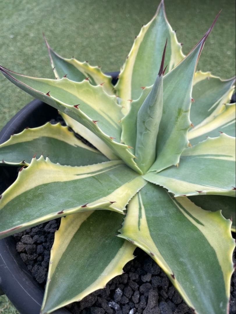 オバティフォリアオルカ　鉢込み