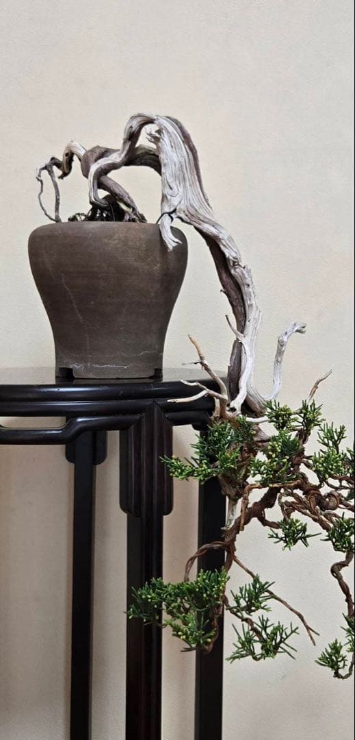 流れる幹の針葉樹盆栽