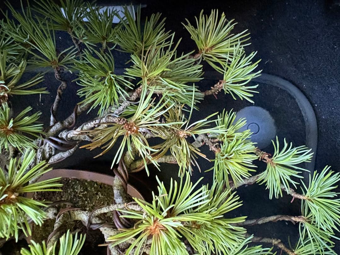 流れる幹の針葉樹盆栽