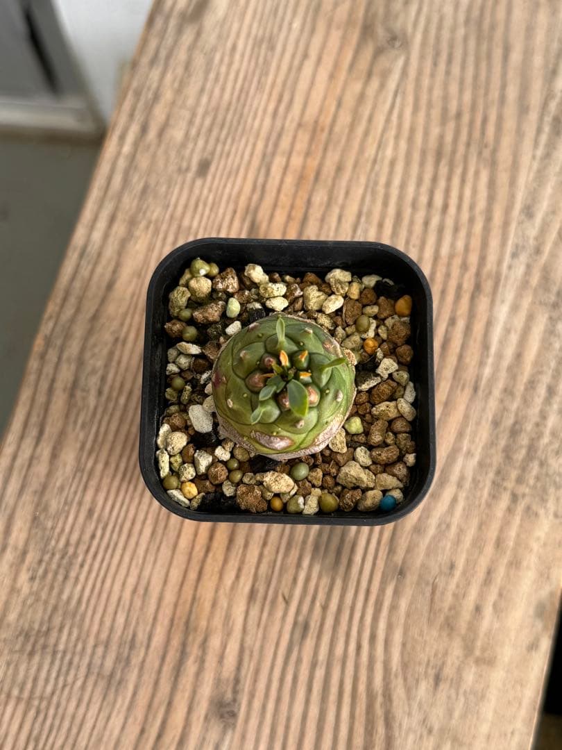 オベサ鉄甲 ② 鉄甲丸♂×オベサ♀