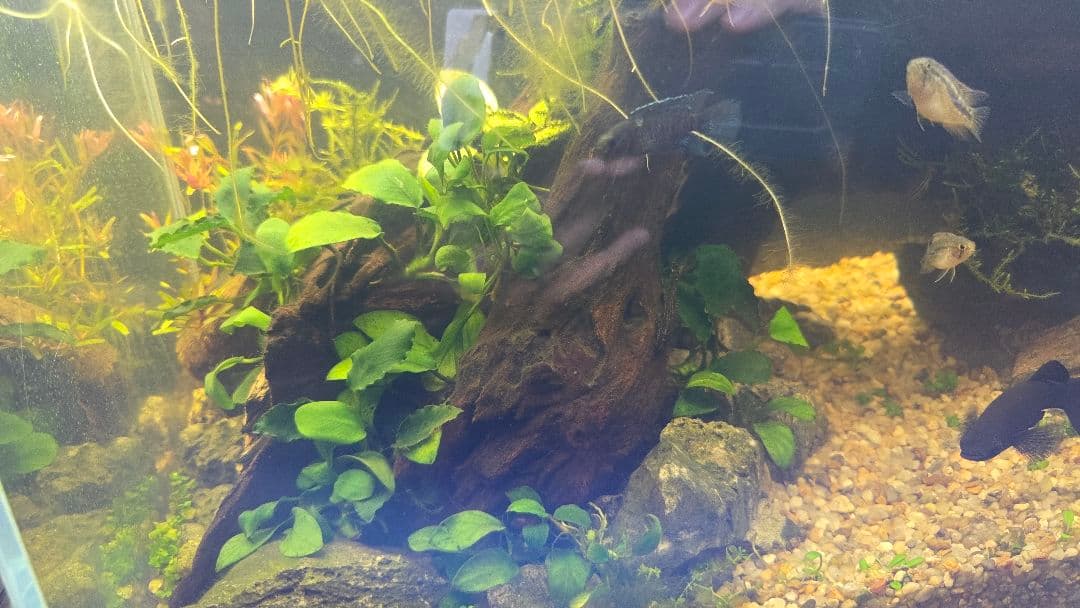 【都内直接引渡】豪華ADA 45cm水槽フルセット アクアスカイ/青華石10数点