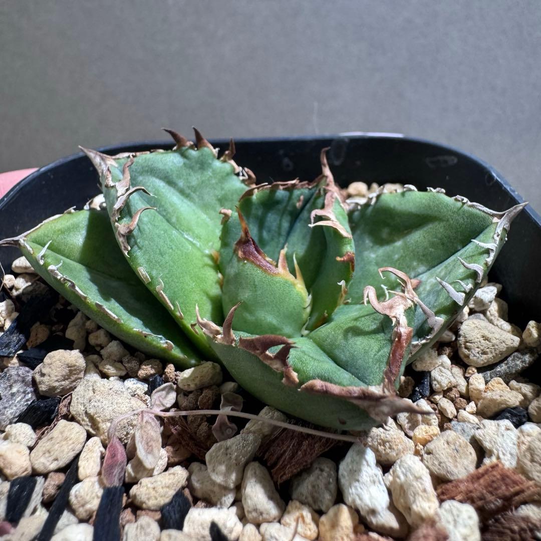 アガベ　CJ Special NS.2ナカノ商店