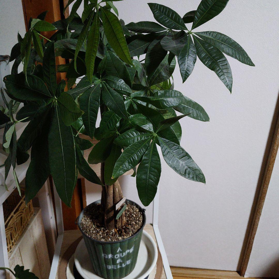 パキラ 約６５センチ ブリキ鉢