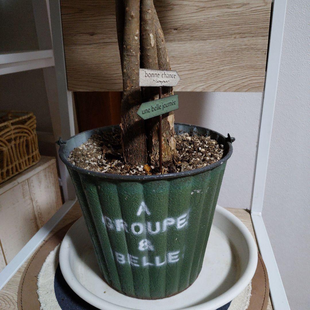 パキラ 約６５センチ ブリキ鉢