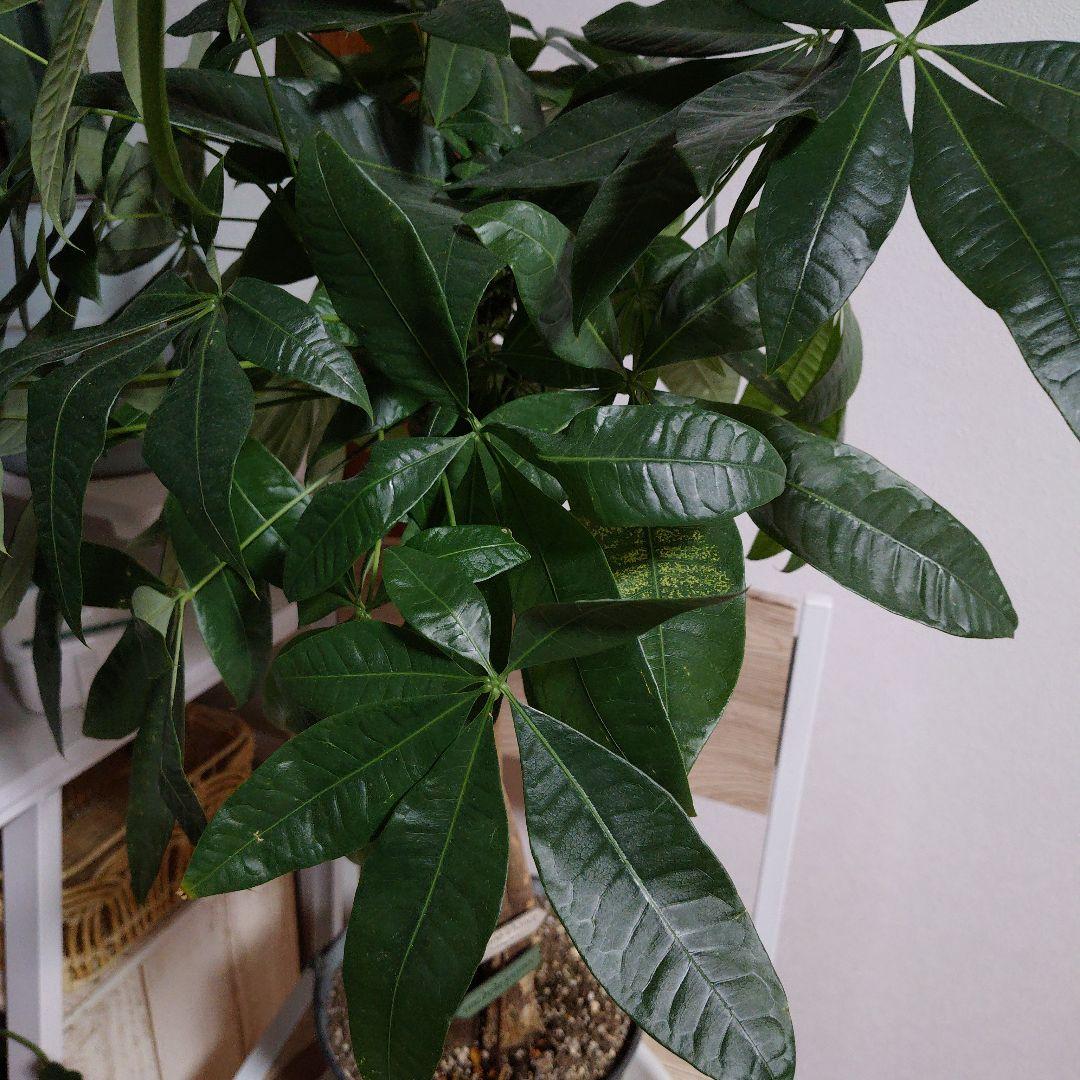 パキラ 約６５センチ ブリキ鉢