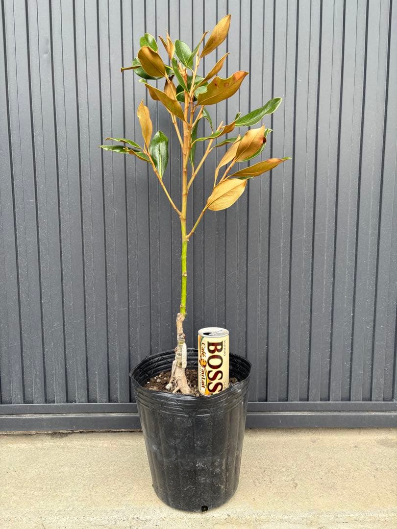 ◆タイサンボク　リトルジェム◆接木◆シンボルツリー◆