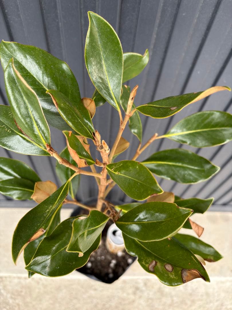 ◆タイサンボク　リトルジェム◆接木◆シンボルツリー◆