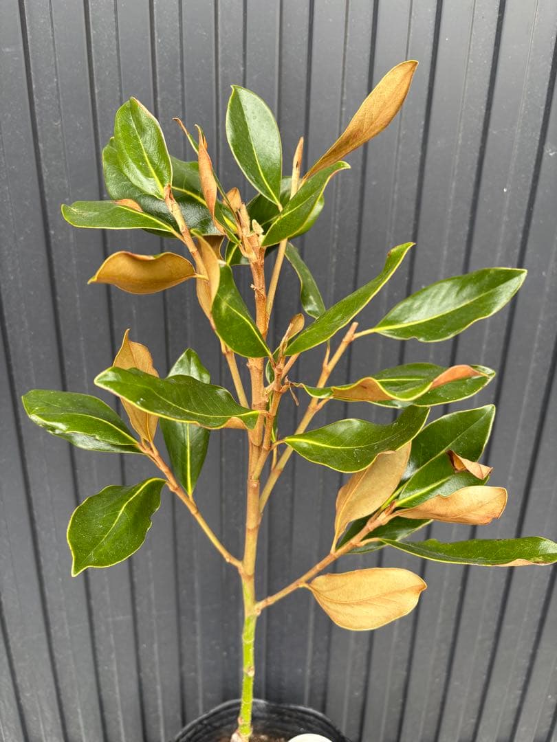 ◆タイサンボク　リトルジェム◆接木◆シンボルツリー◆