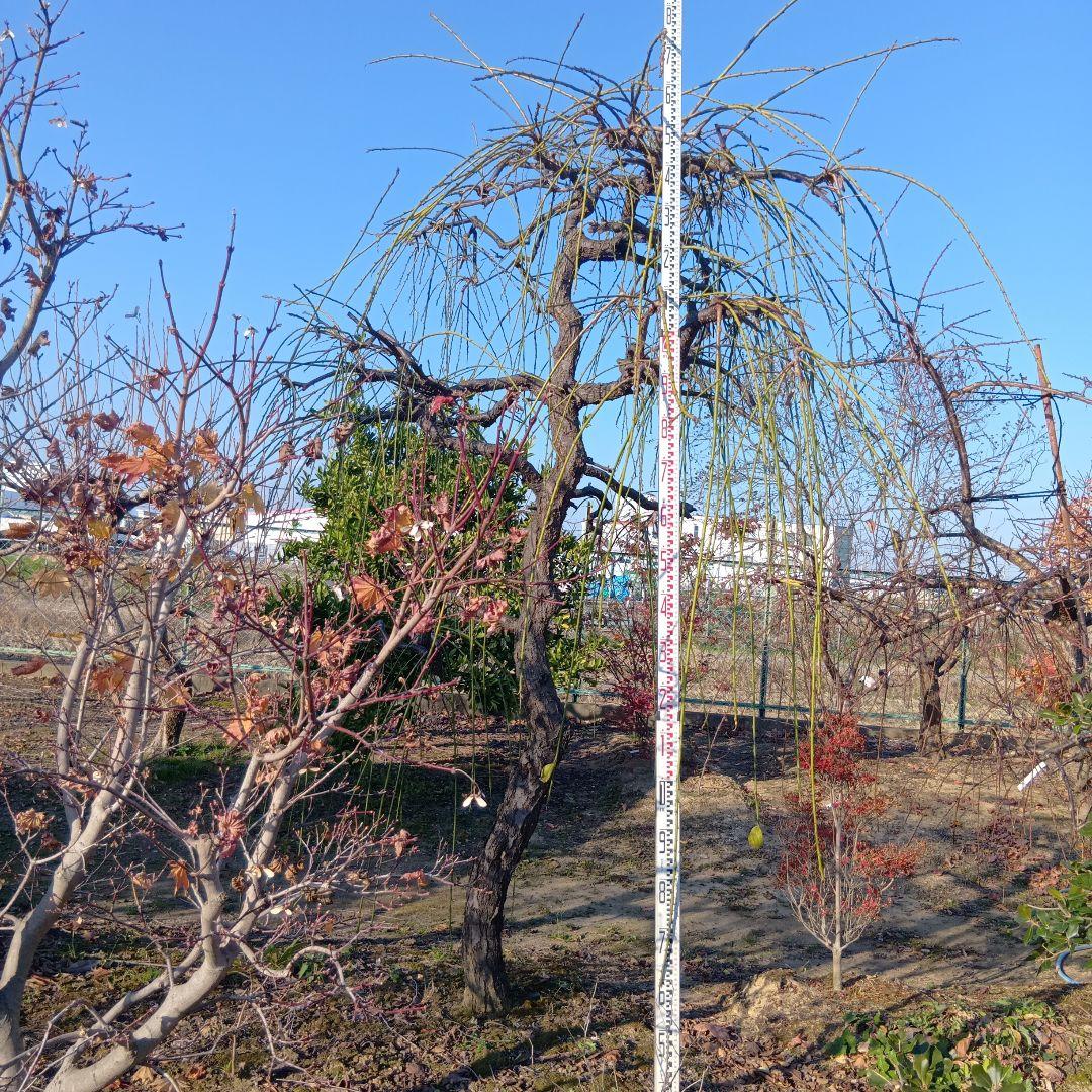 青シダレ梅（かなり年数持ち込み古いです）庭木