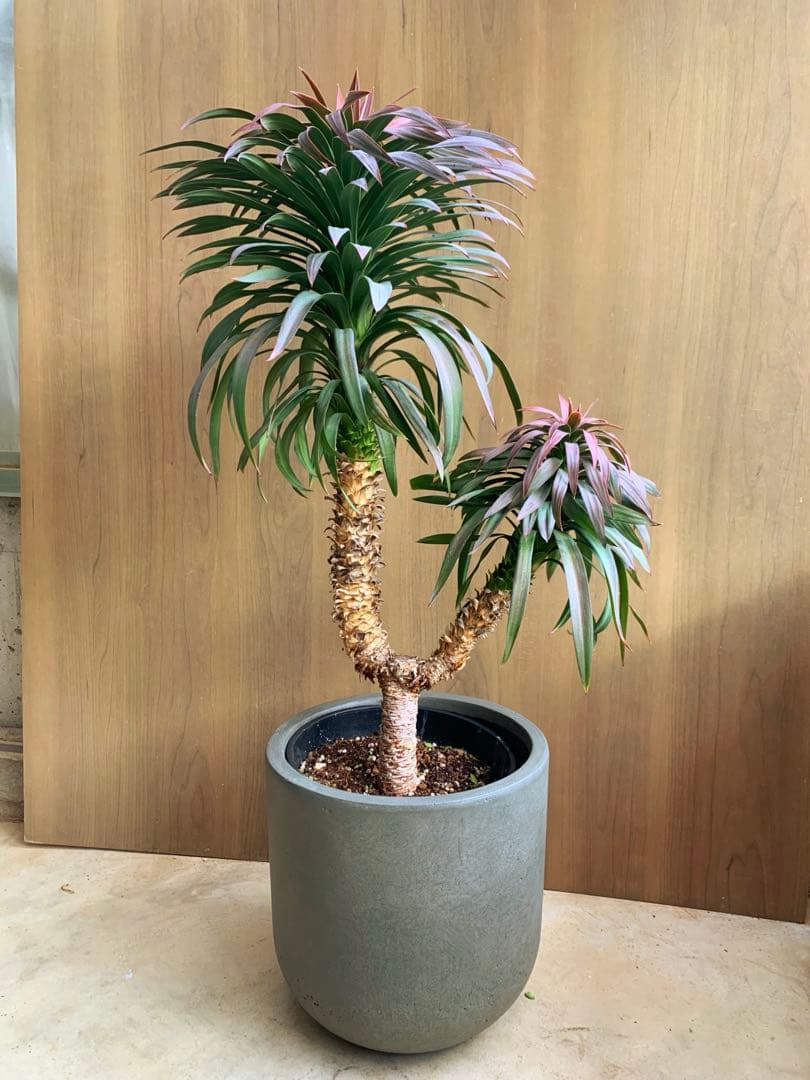 ユッカ・ディスメチアーナ　コンパクタ　枝分かれ