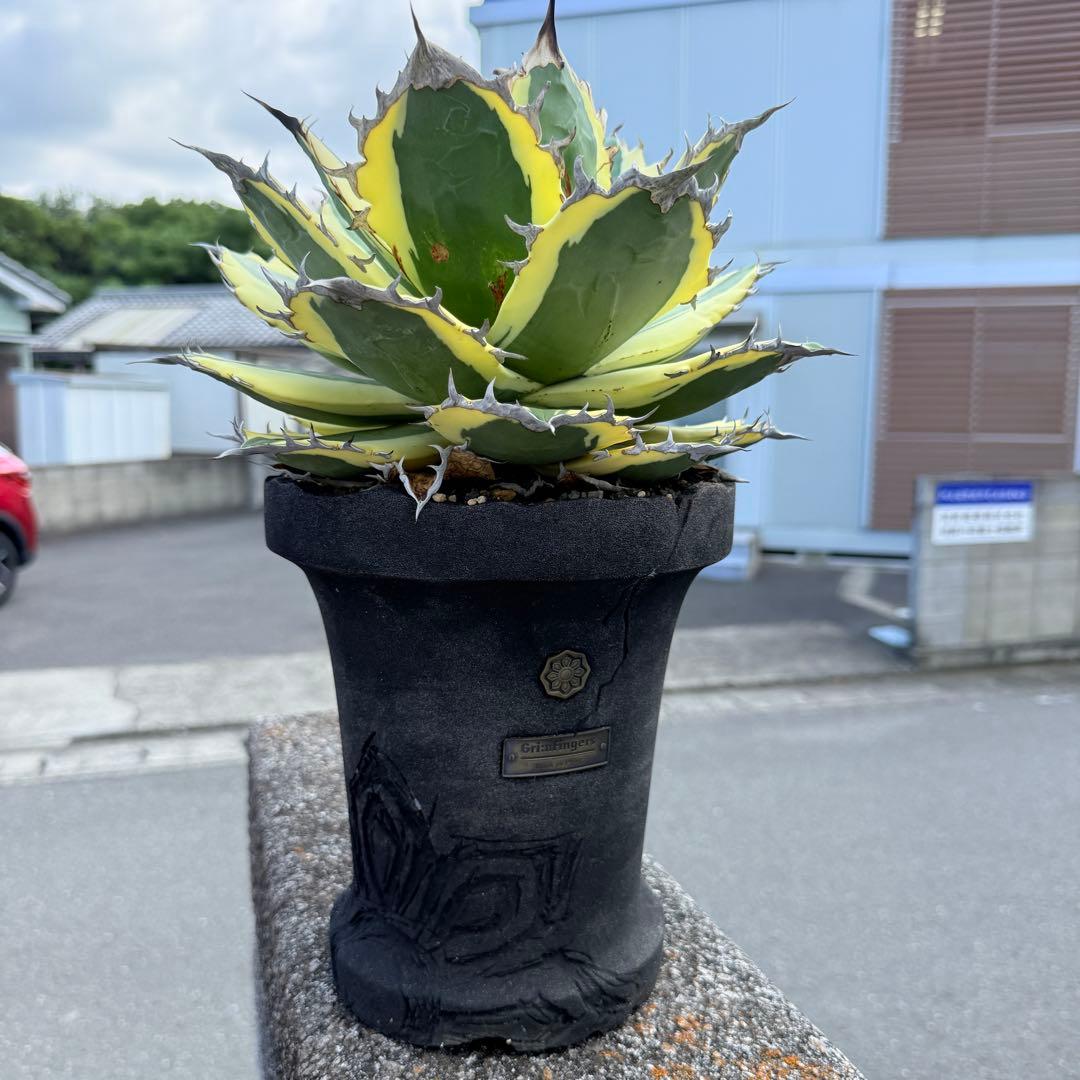 アガベ スナグルトゥース 28cmぐらい 海外購入高級鉢1点物 綺麗に洗える