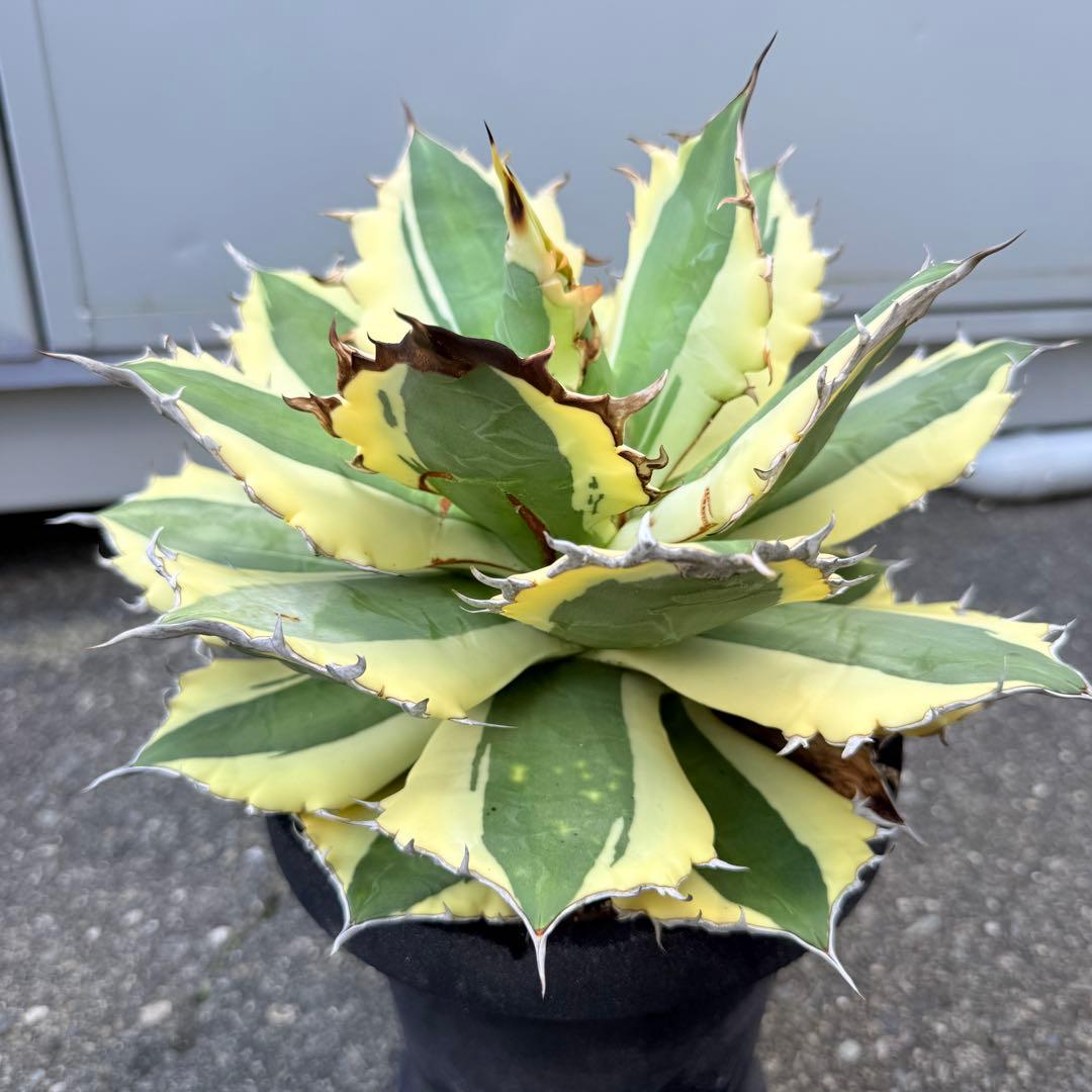 アガベ スナグルトゥース 28cmぐらい 海外購入高級鉢1点物 綺麗に洗える