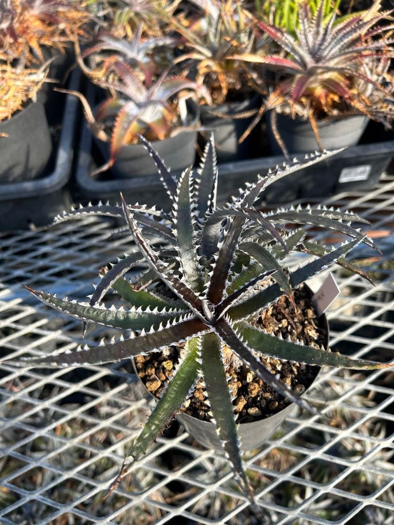 ディッキア Dyckia Code NW-44 Bill Baker
