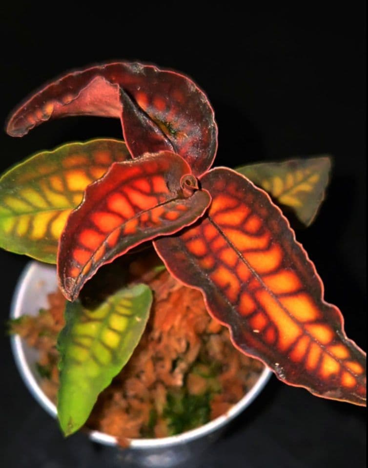 ジュエルオーキッド　シストーチス　Cystorchis stenoglossa