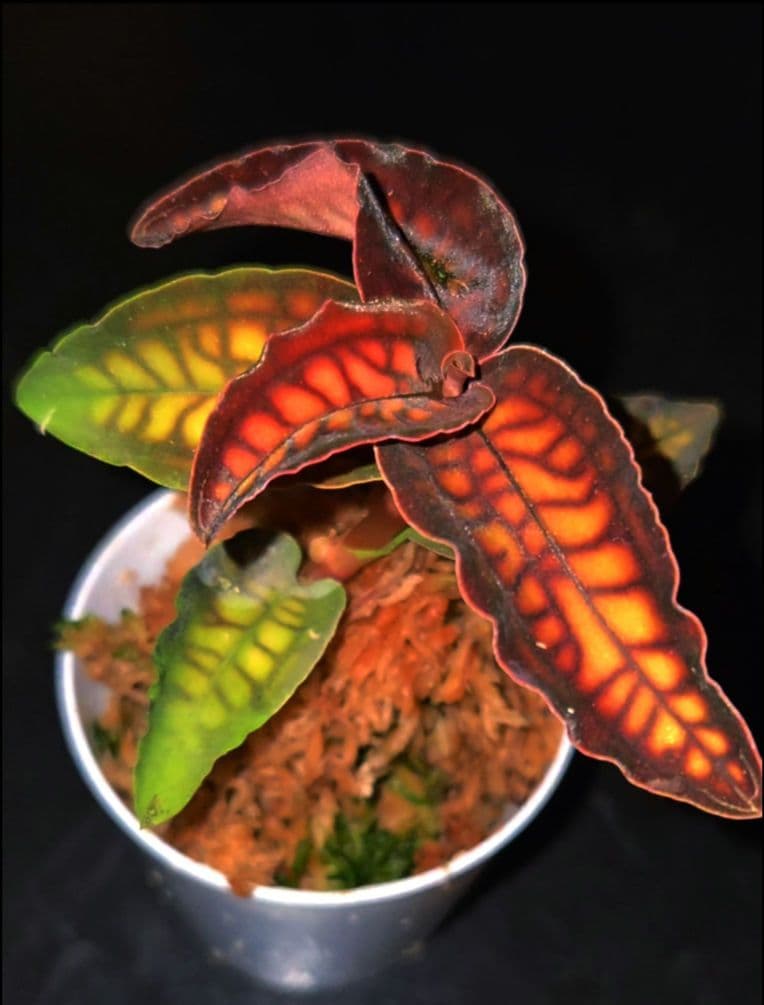 ジュエルオーキッド　シストーチス　Cystorchis stenoglossa