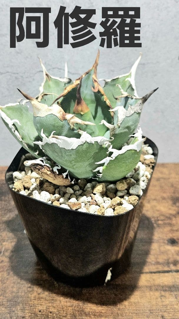 アガベ 人気品種5株セット 白鯨 ハデス 魔丸 阿修羅 シーザー