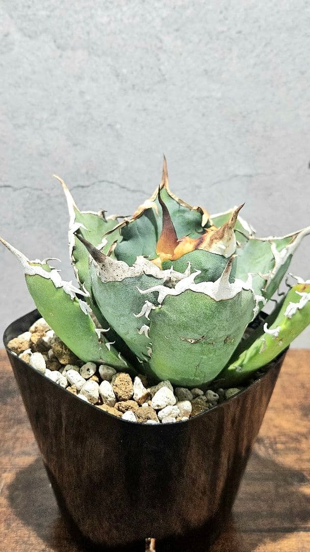 アガベ 人気品種5株セット 白鯨 ハデス 魔丸 阿修羅 シーザー