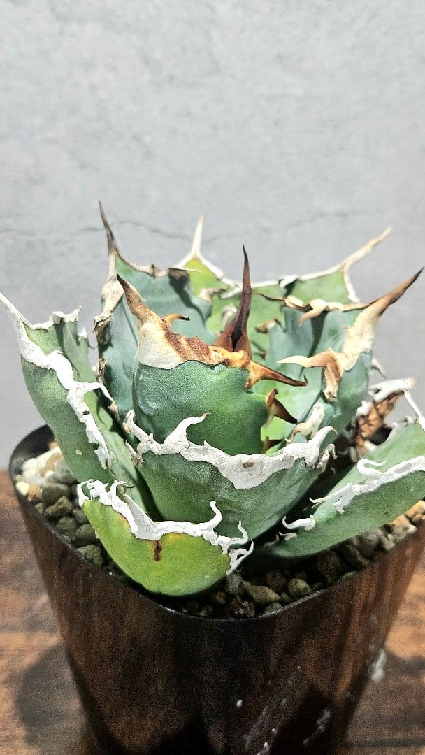 アガベ 人気品種5株セット 白鯨 ハデス 魔丸 阿修羅 シーザー