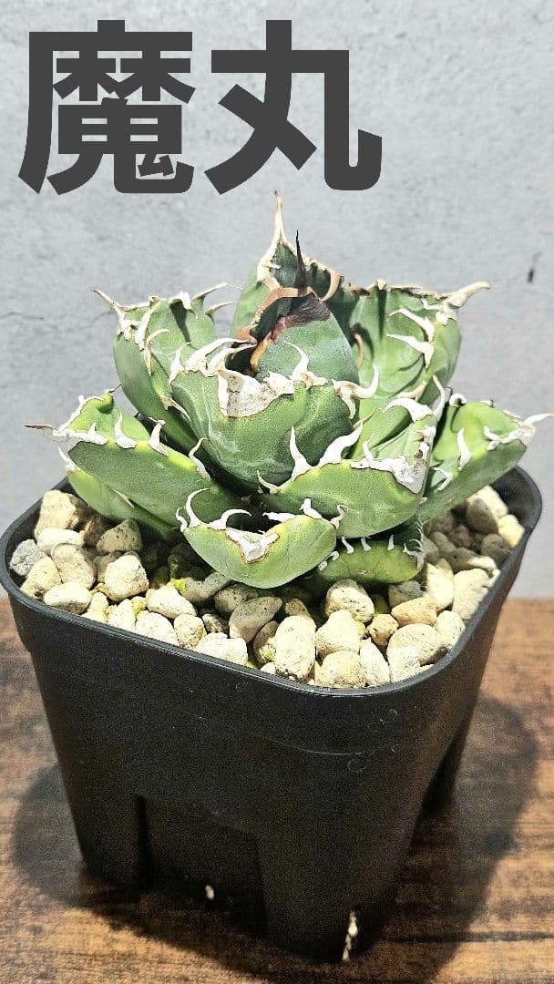 アガベ 人気品種5株セット 白鯨 ハデス 魔丸 阿修羅 シーザー