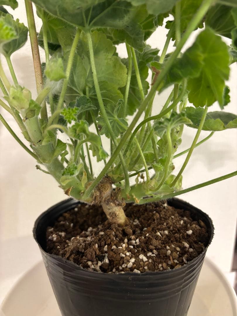 希少品種ゼラニウム　超珍しいゼラニウム　レア品種ゼラニウムNMG02