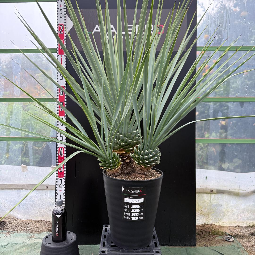 【AL1073】ユッカ　LA ALBERO　Ver.リギダ