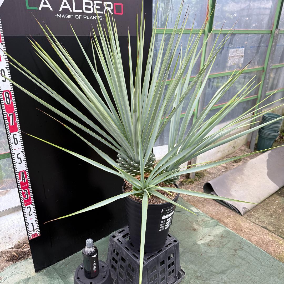 【AL1073】ユッカ　LA ALBERO　Ver.リギダ