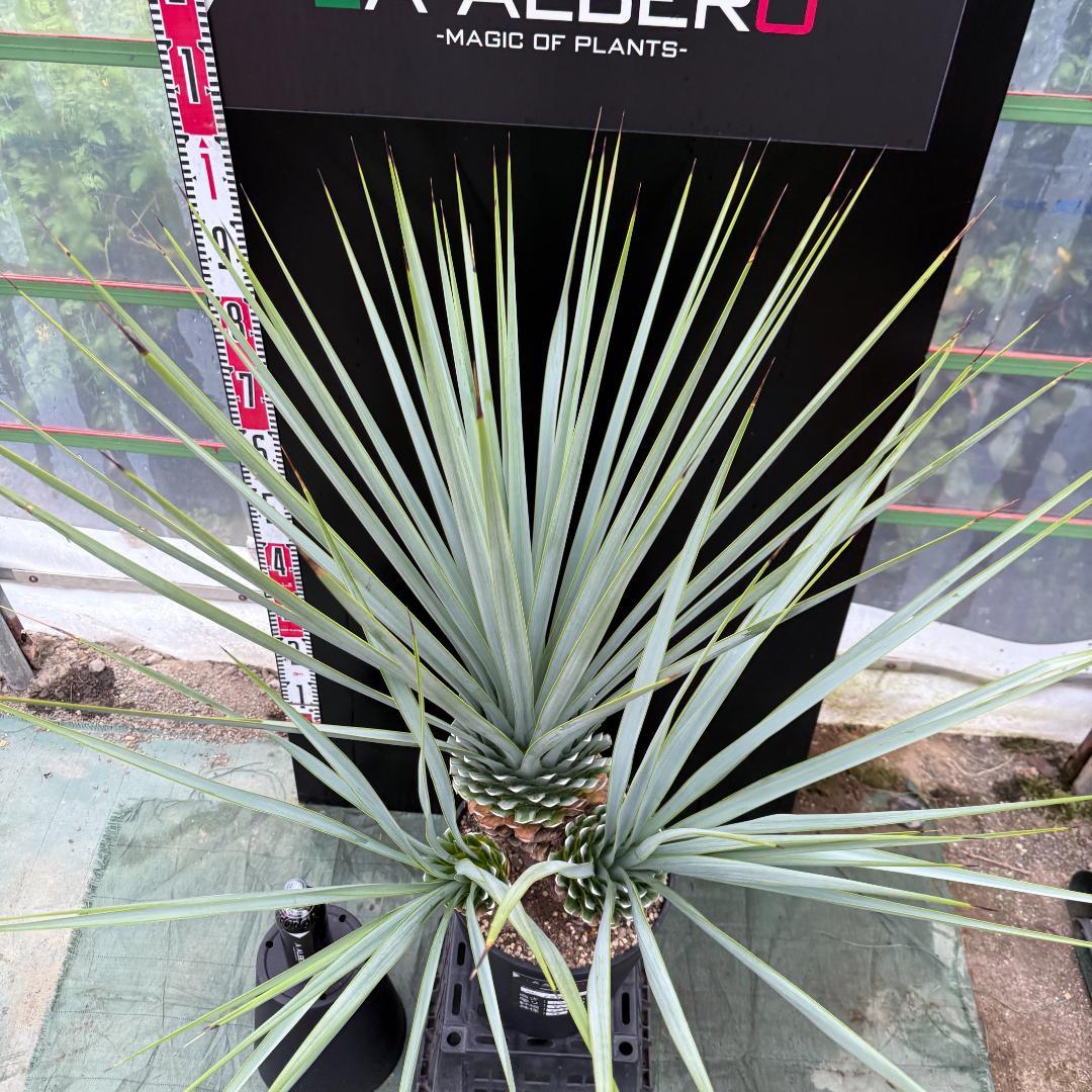 【AL1073】ユッカ　LA ALBERO　Ver.リギダ