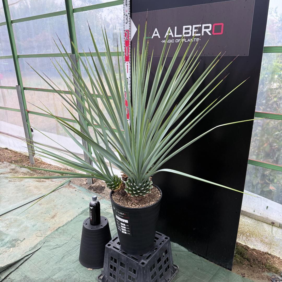 【AL1073】ユッカ　LA ALBERO　Ver.リギダ