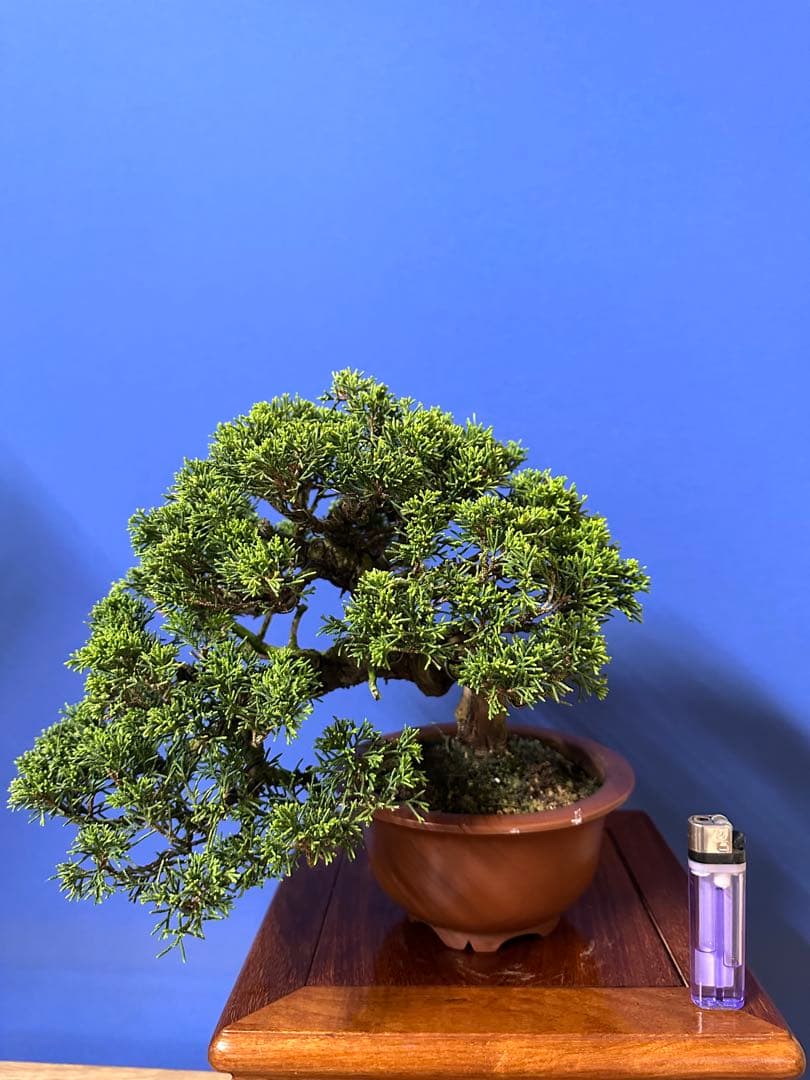 糸魚川真柏半懸崖作りです