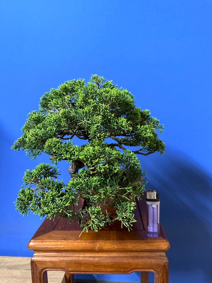 糸魚川真柏半懸崖作りです