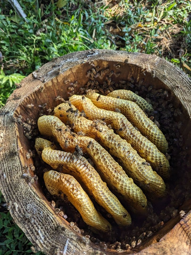 日本ミツバチ 蜂蜜 令和7年度 採れたて　たれ蜜　600g×8 非加熱