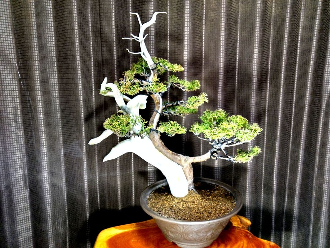 【中品 創作 黄金真柏盆栽】⭕TANUKI創り…お買得❗