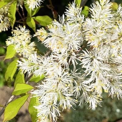 《現品》アオダモ　株立ち　樹高1.0ｍ（根鉢含まず）61【庭木/苗木/バット】