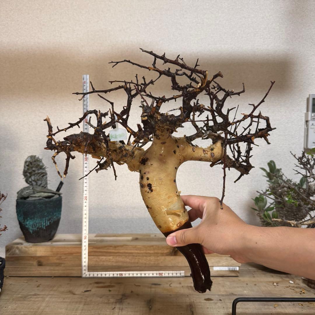 も*ち様 KF20 コミフォラ ピュア カタフ ソマリア 現地株 下処理済み