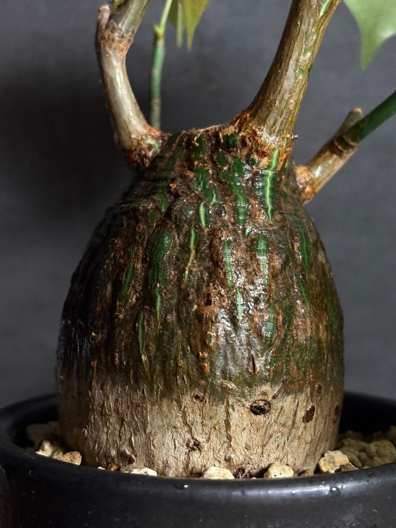 プセウド　ボンバックス　エリプティクム　塊根植物　コーデックス　抜き苗　良型