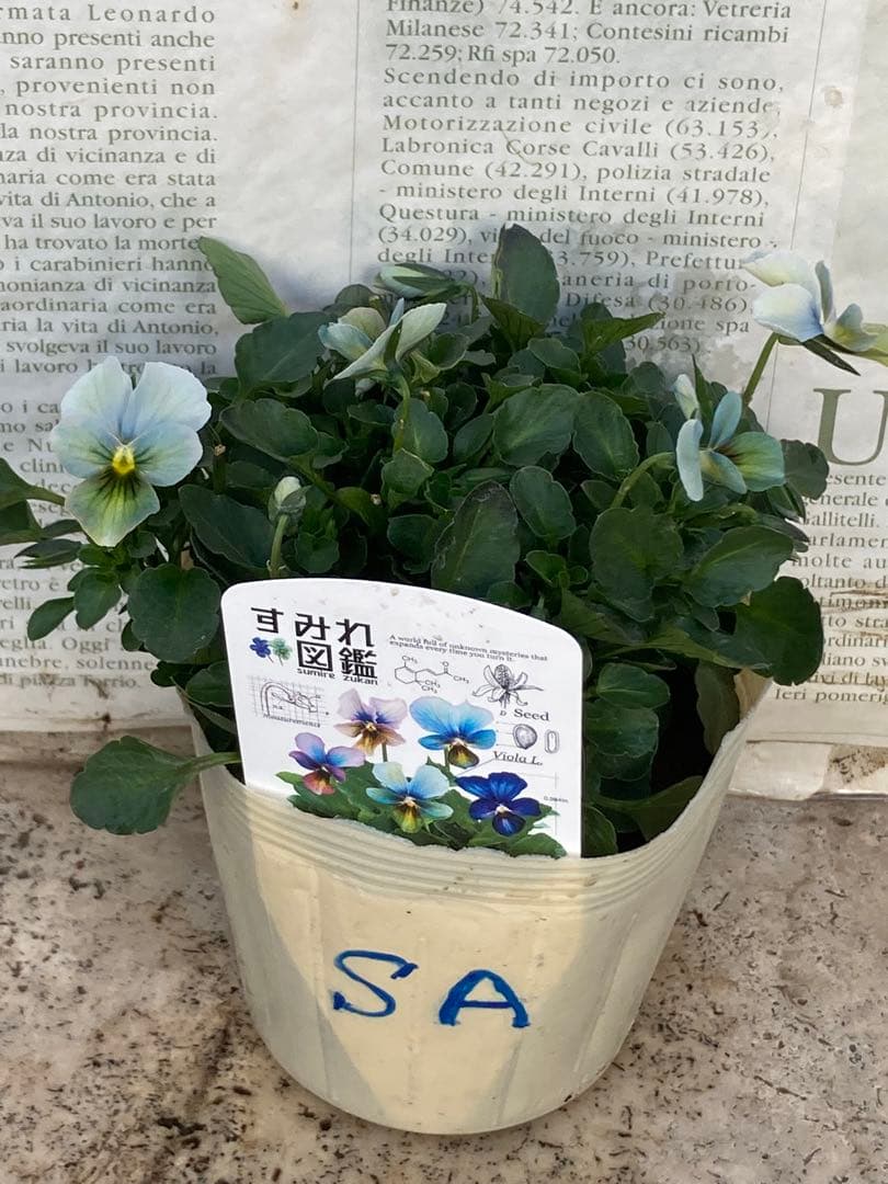M*I様 すみれ図鑑　ビオラ　濃緑青　SA