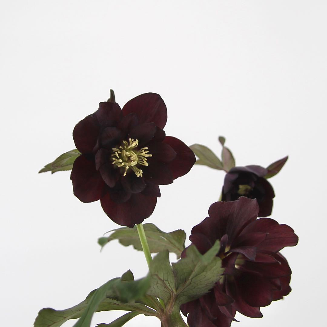 八重咲きクリスマスローズ　5ポットセット