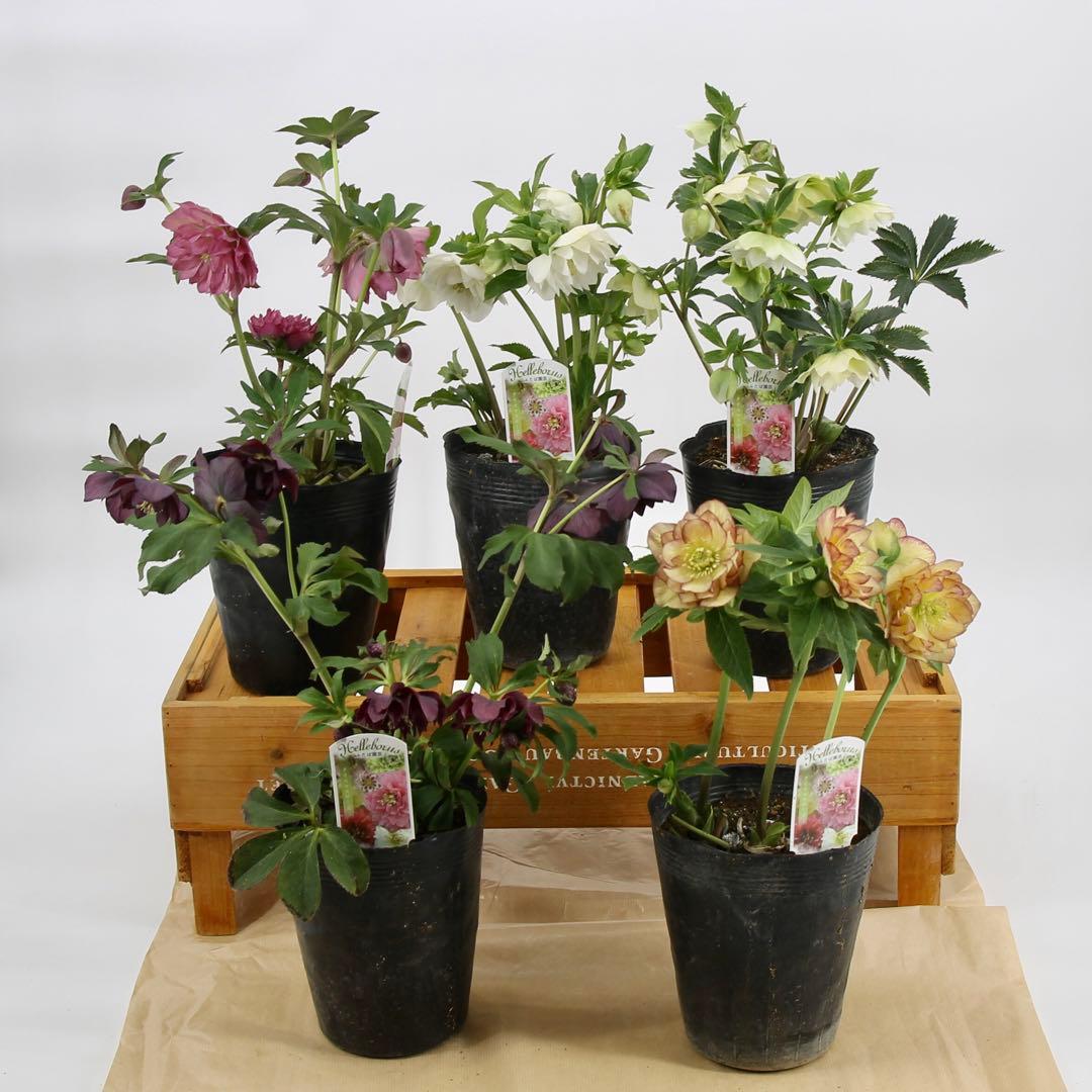 八重咲きクリスマスローズ　5ポットセット