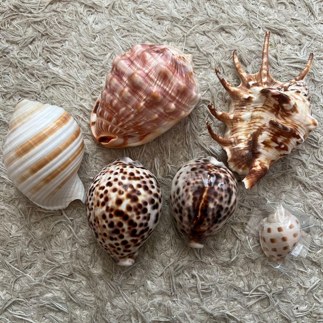 貝殻6個セット　万宝貝、クモ貝、ホシダカラ、ウラシマ、ミヤニシ貝
