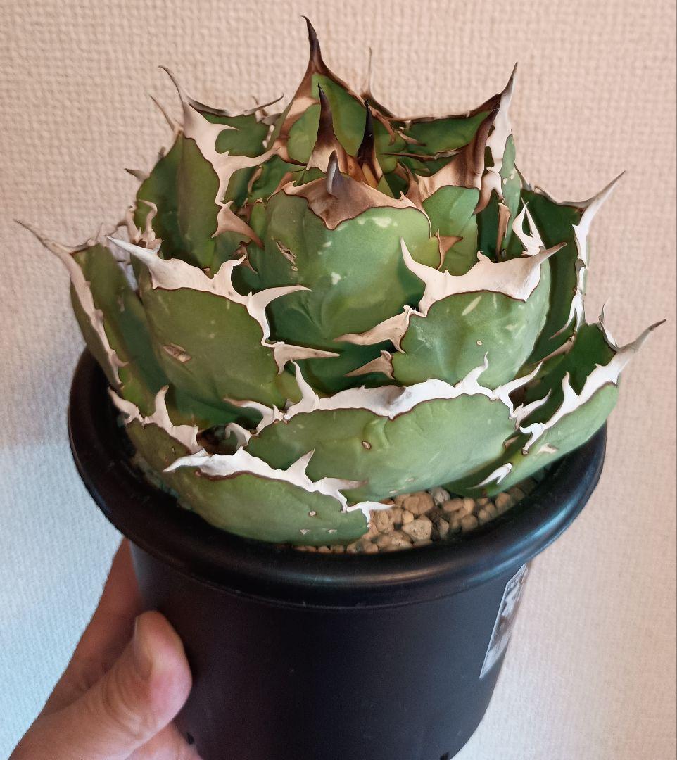 ペルシアンドワーフ イラン株　大株