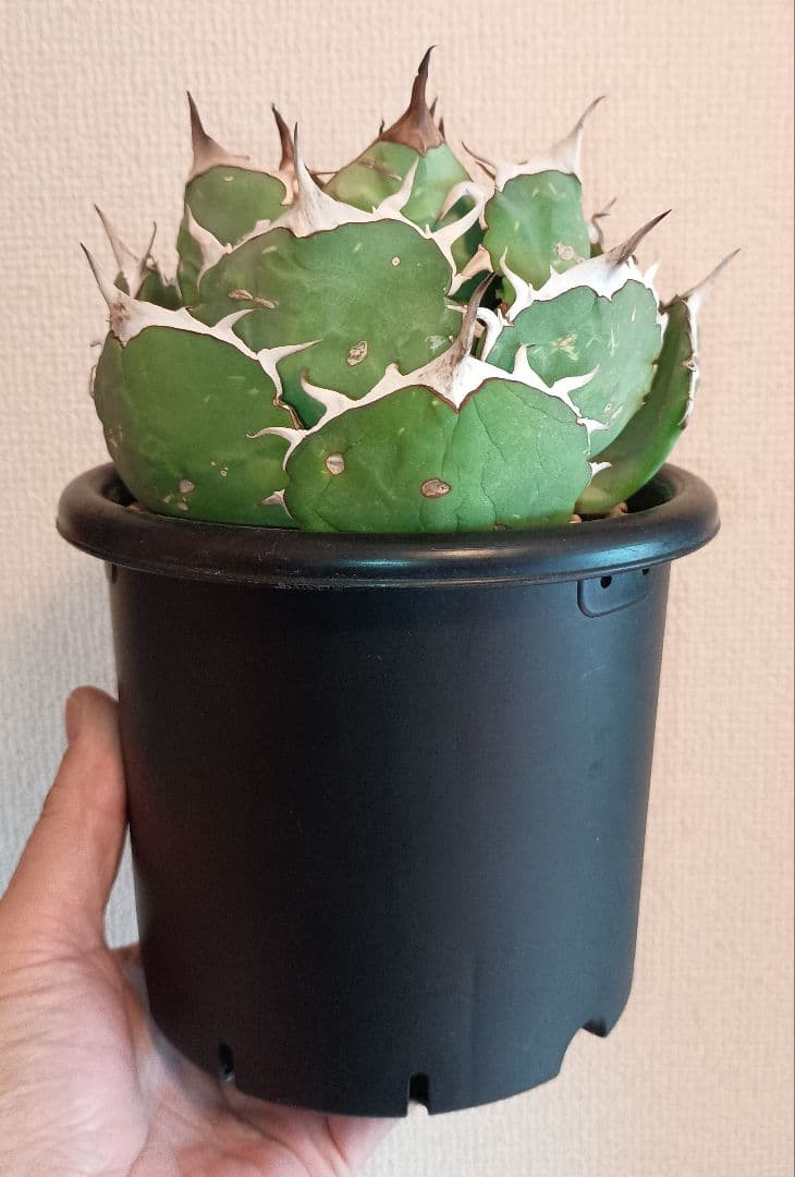 ペルシアンドワーフ イラン株　大株