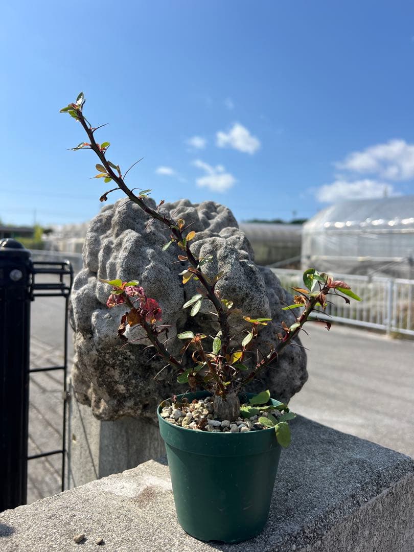 フォークイエリアファシクラータ　2025年産　沖縄実生株