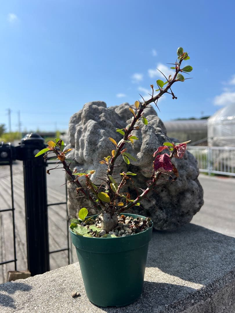 フォークイエリアファシクラータ　2025年産　沖縄実生株