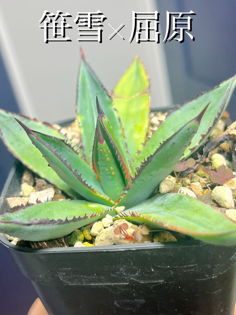 アガベ ハイブリッド 笹乃雪×屈原乃舞扇 子株 agave hybrid