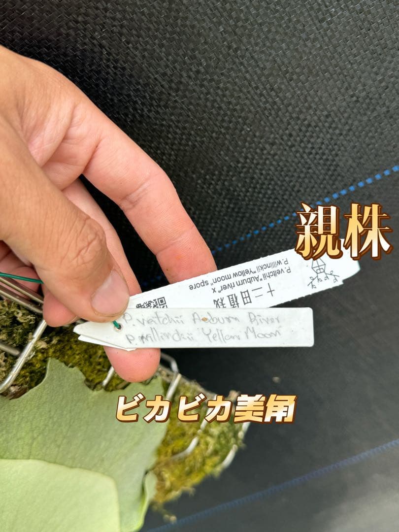 ビカクシダ　P. AR × Yellow Moon 特選 pup 株分け子株出品